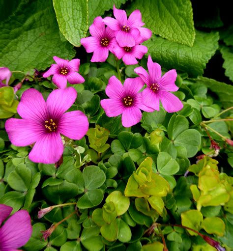 Oxalis brasiliensis - Buy Online at Annie's Annuals