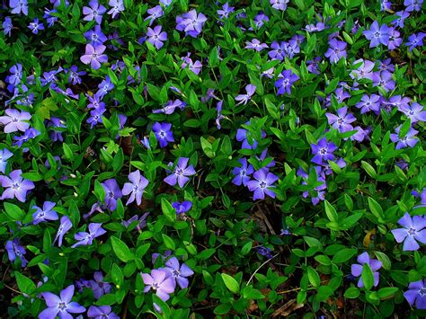 Vinca minor (Bowles, Bowles Periwinkle, Common Periwinkle, Dwarf ...