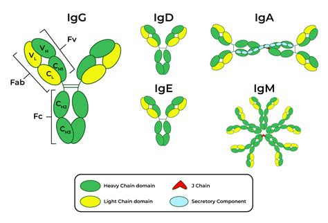 Antibody - Structure, Function, Types, and Production