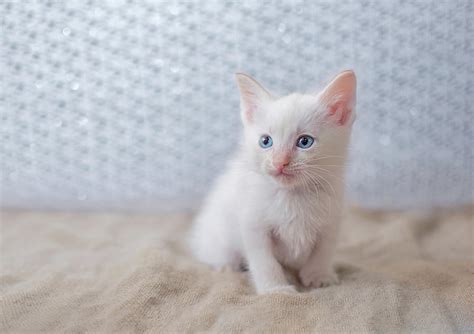 White Siamese Kitten with Blue Eyes Photograph by Calina Bell - Fine Art America