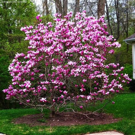 "Екатерининские сады" - Магнолия Нигра (Magnolia liliiflora 'Nigra')