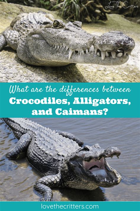 Difference Between Crocodile Caiman Alligator