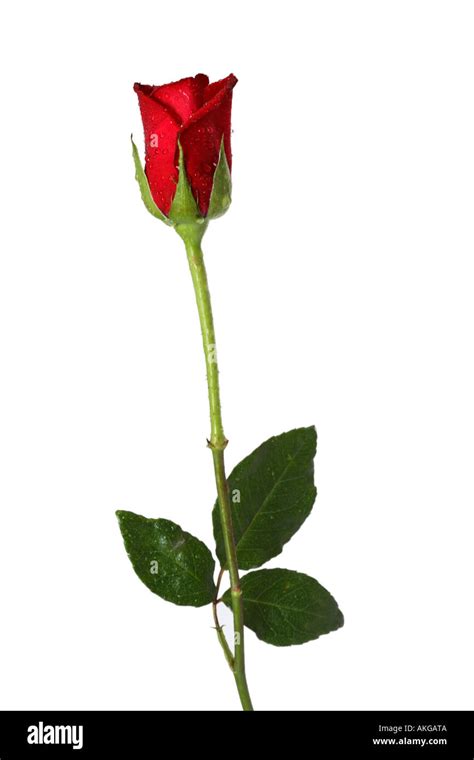 Single Long Stem Red Rose Stock Photo - Alamy