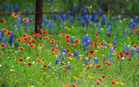 Texas Wildflowers Photograph by Lyn Scott