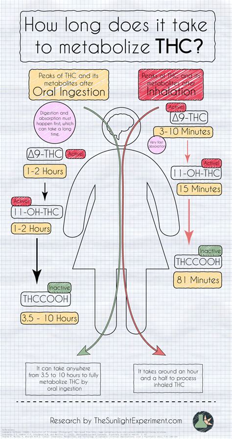 How is THC Metabolized?