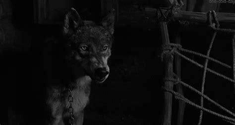 Wolf Angry GIF - Wolf Angry Mad - Discover & Share GIFs