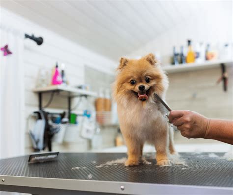 Grooming 101: Tips for Keeping Your Pet Clean and Healthy