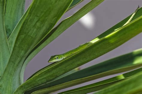 Green Anole Wallpaper 5200x3457 82122 - Baltana