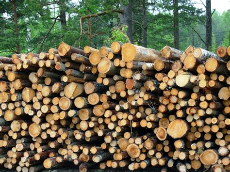 Woodpile 3 Free Photo Download | FreeImages