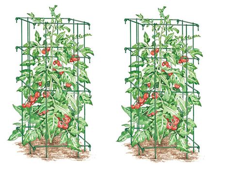 7 Best Tomato Plant Support Cages | Grow Green Food