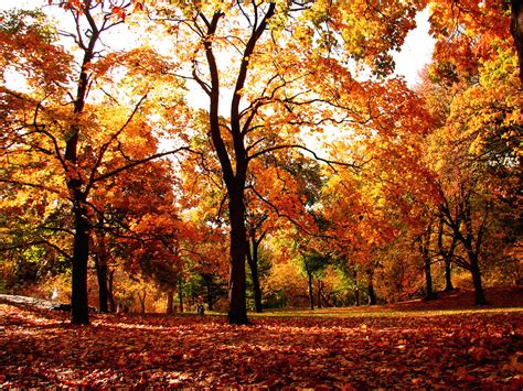 Central Park Fall foliage | Central Park Fall foliage | Flickr