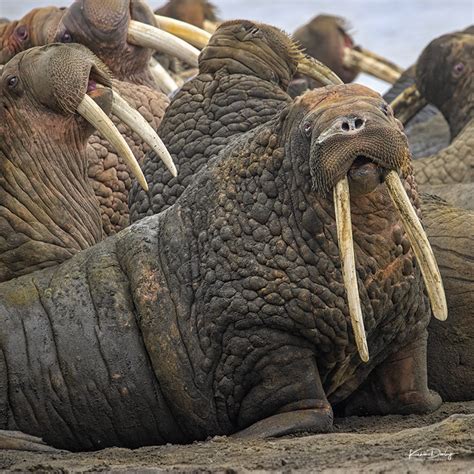 Photographing Walrus in wild Alaska - Idube Photo Safaris