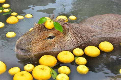 See Capybara Bathing in a Yuzu Hot Bath at Izu Shaboten Zoo This Winter ...