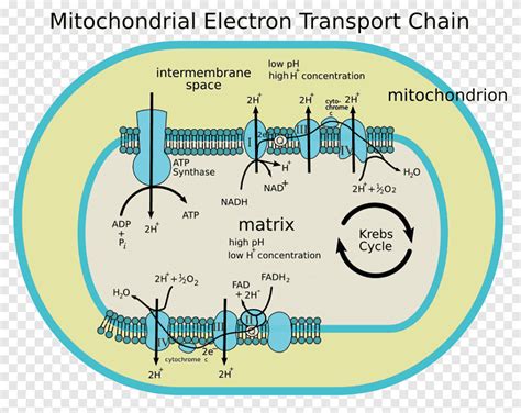 Electron transport chain Mitochondrion Cytochrome c oxidase Oxidative phosphorylation, text ...