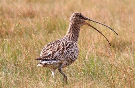 Curlew - Description, Habitat, Image, Diet, and Interesting Facts