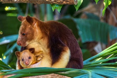 Papua New Guinea’s Tree Kangaroo - Paga Hill Estate - Port Moresby, Papua New Guinea