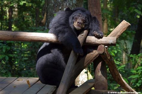 Free The Bears Laos and the Vile Bear Bile Trade in Asian Medicine