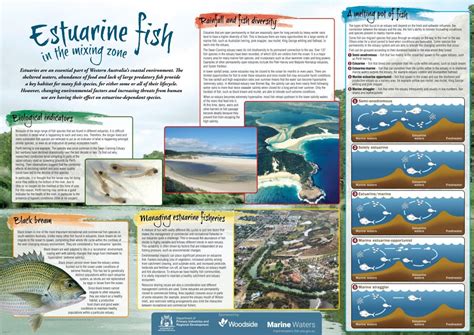 Poster: Estuarine fish in the mixing zone • Department of Primary ...