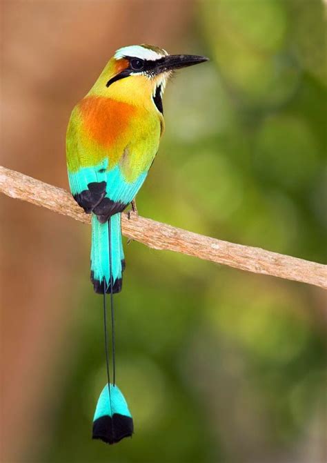 a colorful bird sitting on top of a wooden branch