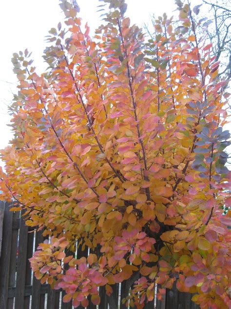 Cotinus coggygria 'Royal Purple' fall color 2012 | Rotary Botanical Gardens