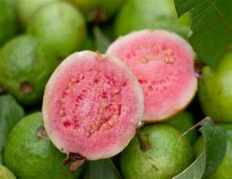 Guava Tree Pink Variety