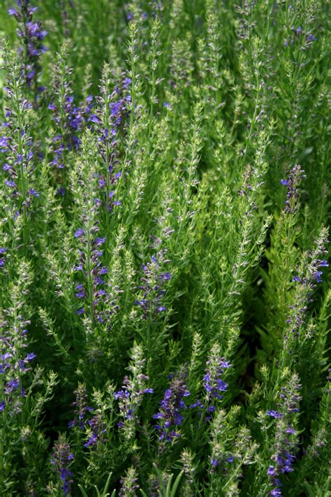 Hyssop Plants, Plant, Planets