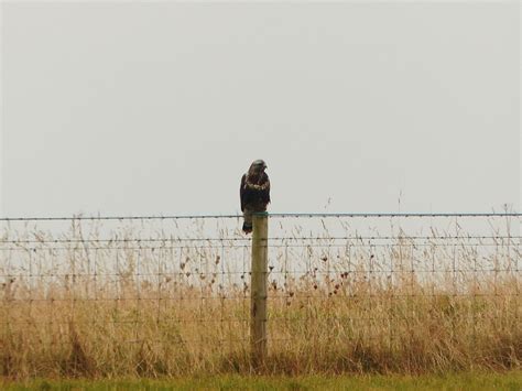 Duffbirder meets South Holderness!: Rough-legged Buzzard