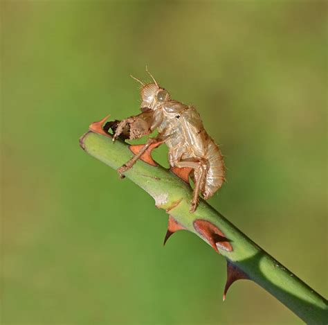 Cicada Cocoon Stock Photos, Pictures & Royalty-Free Images - iStock