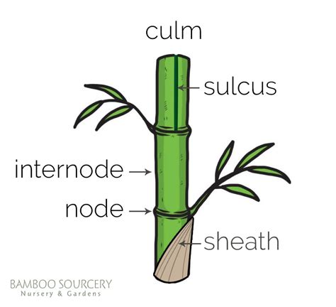 Glossary of Bamboo Terms - Bamboo Sourcery Nursery & Gardens