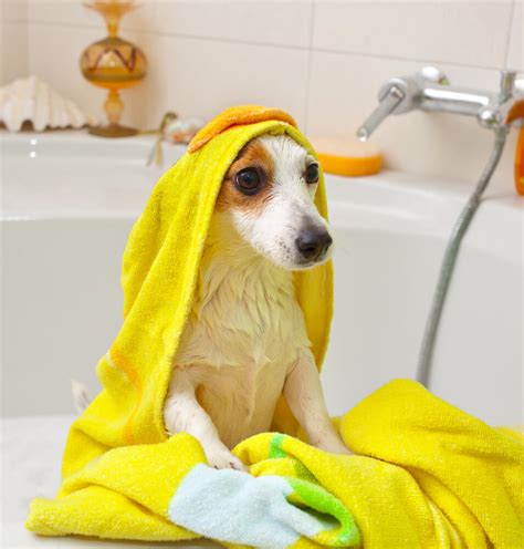 Training Your Dog: Bath Time Edition - DGP For Pets