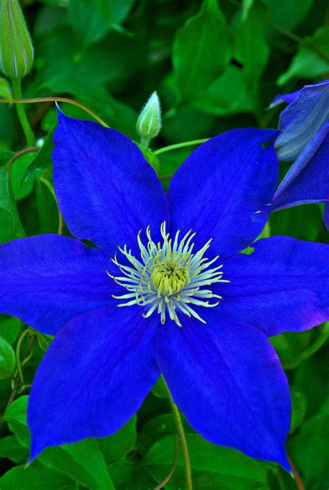 Blue Clematis Photograph by Michelle Cruz