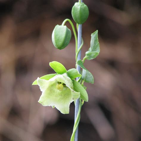 Codonopsis Root, Codonopsis pilosula - Village Herbals