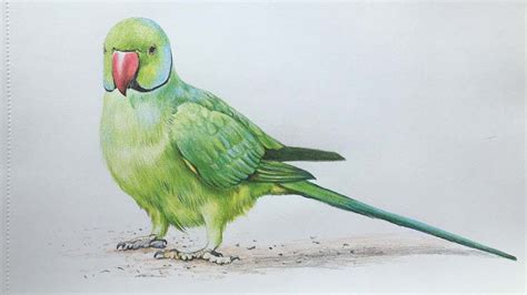 Green Parrot Drawing