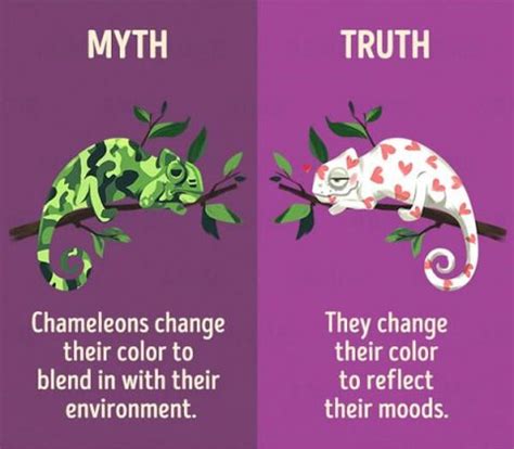 12 Myths about animals | Amazing Zoology