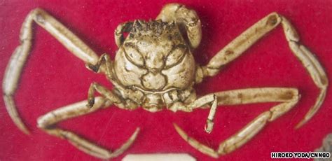 TenguLife: The curious guide to Japan: The Warrior Crabs of Dannoura ...