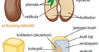 Biji Monokotil & Biji Dikotil