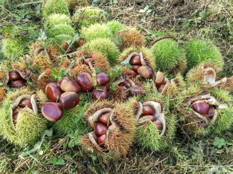 Sweet Chestnut European chestnut Tree Castanea sativa 10 | Etsy