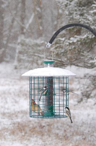 5 Reasons to Use a Caged Bird Feeder – More Birds