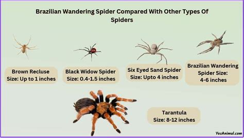 Brazilian Wandering Spider Size: Explained & Compared