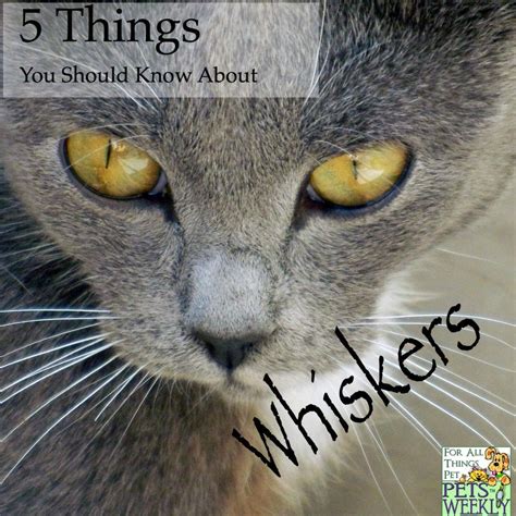 5 Things You Should Know about Cat Whiskers | Cat whiskers, Cats, Cat behavior