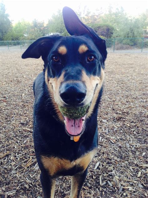 Doberman Shepherd (Doberman Pinscher-German Shepherd Mix) Info, Temperament, Puppies and Pictures