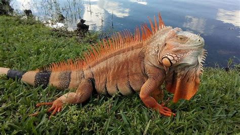 After taking this picture, this dinosaur of an iguana used tail whip on ...