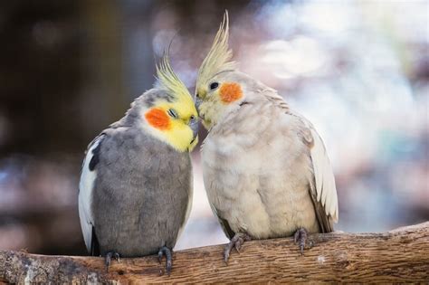 Breeding Pair Of Cockatiels For Sale