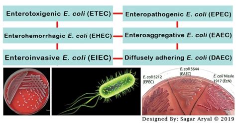 E. coli Pathotypes- ETEC, EPEC, EHEC, EAEC, EIEC, DAEC