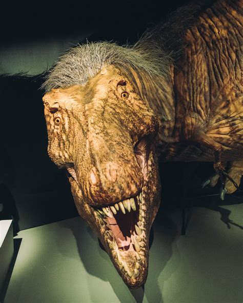 Life-size Tyrannosaurus rex model from the American Museum of Natural ...