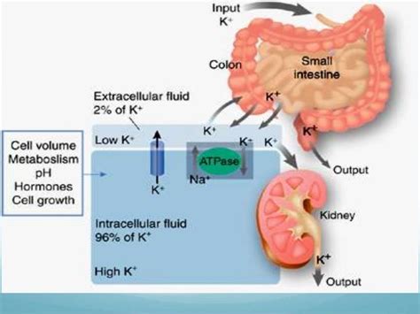 Hypokalemia diagnosis, causes and treatment