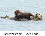 Sea Otter Free Stock Photo - Public Domain Pictures