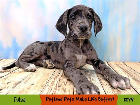 Great Dane Small Animal Blue Merle ID:1294 Located at Petland Oklahoma City & Tulsa