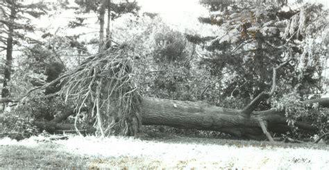 Hurricane Gloria Damages the Grounds | Arnold Arboretum