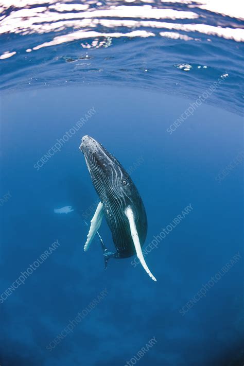 Humpback whale calf - Stock Image - C017/2913 - Science Photo Library